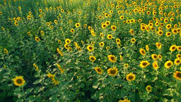 4K Beautiful aerial view of sunflowers, sunflowers blooming in the wind