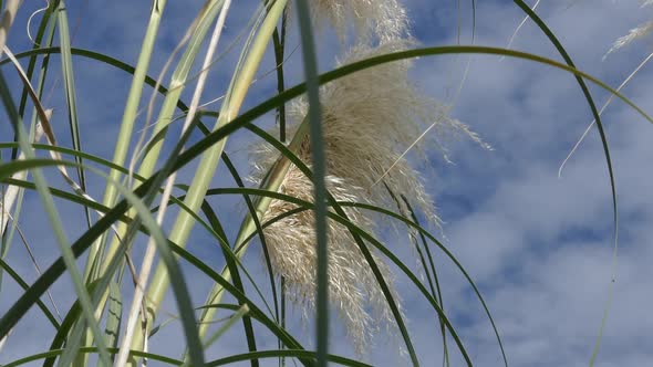 Shore Grass Pampas White Feather