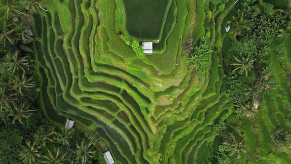 Top Down View on Rice Terrace in Bali Indonesia