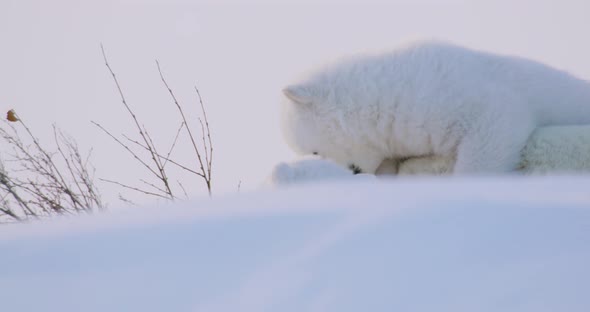 Close up of Polar Bear cub laying on top of sow and playing with it's sibling while behind a snow dr