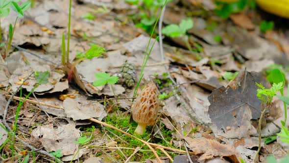 Morchella conica in the spring forest
