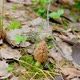 Morchella conica in the spring forest - VideoHive Item for Sale