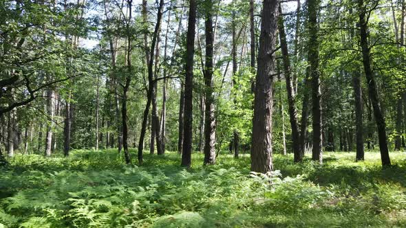 Trees in the Forest By Summer Day