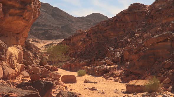 A Few Plants in a Color Canyon