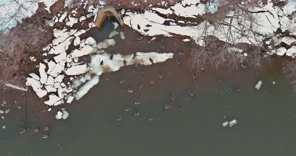 Flock of Ducks Swim on the River in Winter