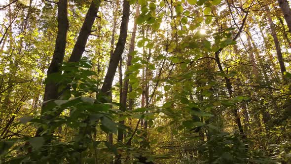 Autumn Forest Landscape with Trees By Day