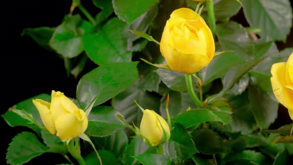 Time Lapse of Opening Yellow Rose Flower