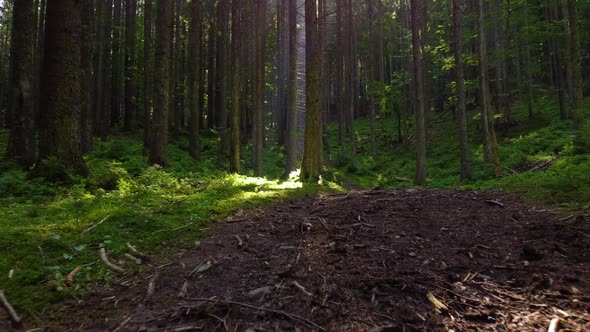 Beautiful Forest Aerial Footage