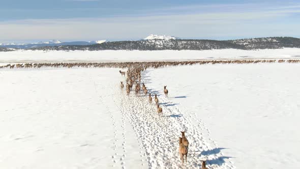 Elk Herd Colorado 4K