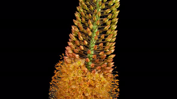 Orange Flower Eremurus Blooming in Time Lapse on a Black Background. Foxtail Lily