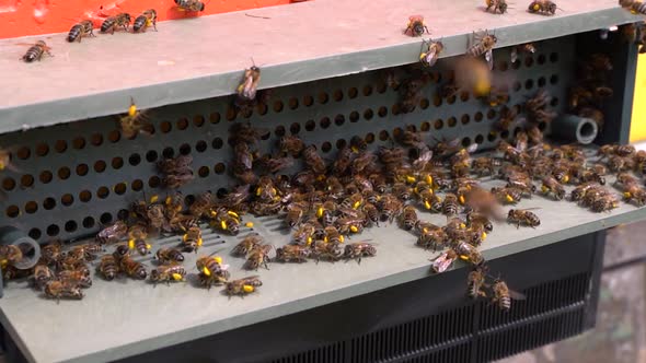 Bees collect nectar. Beehive in the apiary