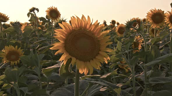 Yellow Sunflower Field At Windy Sunset