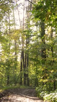 Vertical Video Autumn Forest By Day