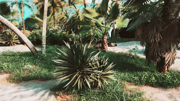 Tropical Palms and Plants at Sunny Day