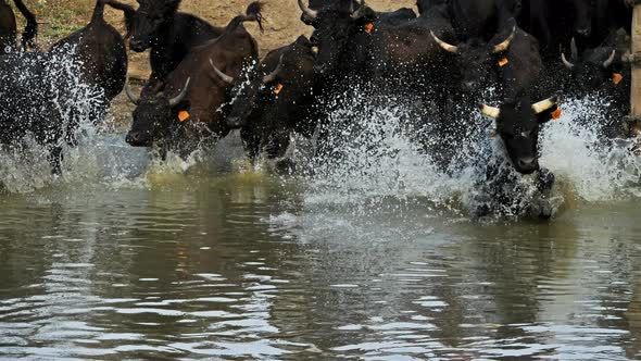 Camargue bulls, Bos taurus, Petite Camargue, Gard, France