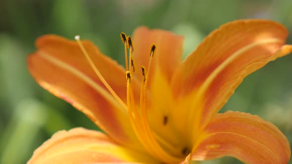 Shallow DOF blooming  tawny day-lily plant in the garden 4K 2160p 30fps UltraHD footage - Close-up o