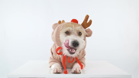 A dog of the Jack Russell Terrier breed is lying on the table in a deer costume