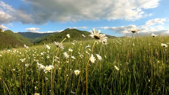 Green Meadow with Beautiful Daisy Flower in Summer Nature