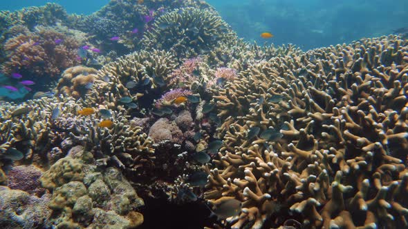 The Underwater World of a Coral Reef