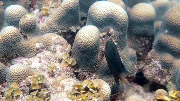 Jewel Damselfish in the Coral Reefs of Gulf of Thailand on Snorkeling or Dive