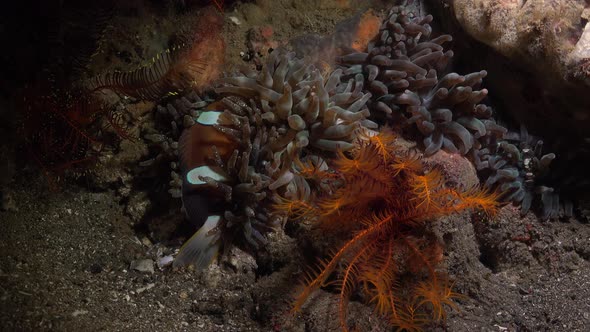 Clark's Anemonefish (Amphiprion clarkii) hiding in sea anemone at night