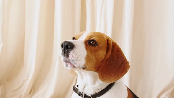 Dog Beagle Sitting at Home on the Floor and Barks