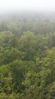 Vertical Video Fog in the Forest Aerial View