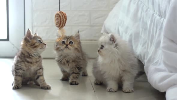 Cute Persian Kittens Playing Toy Together