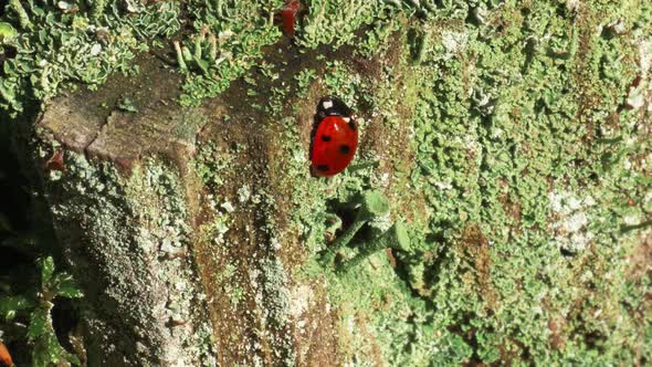 Tilting up shot of ladybird on trunk in Lithuania forest. Autumn concept.