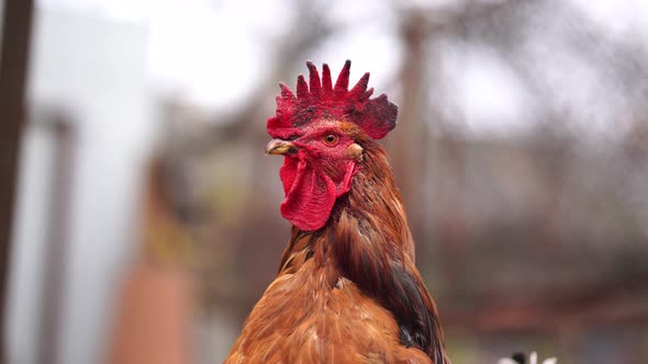 Ordinary Red Walking in Paddock