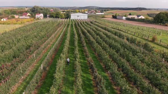 Man Walks in Apple Orchard