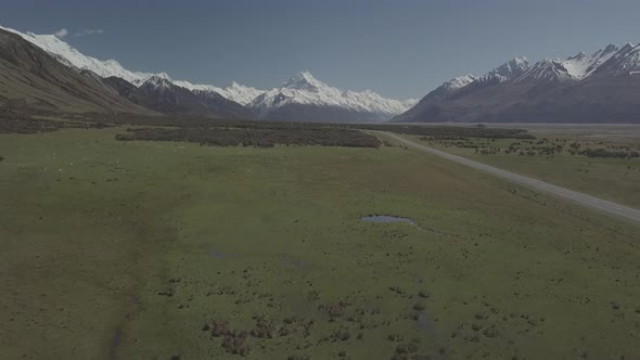 Sheep in mountains of New Zealand