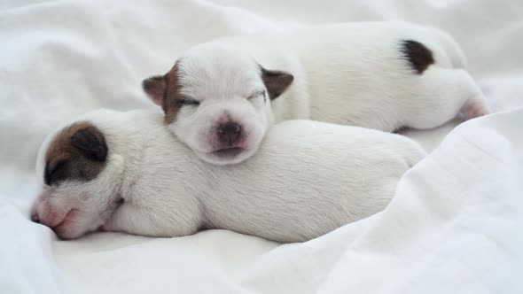 Newborn Puppy Sleeping on White Blanket