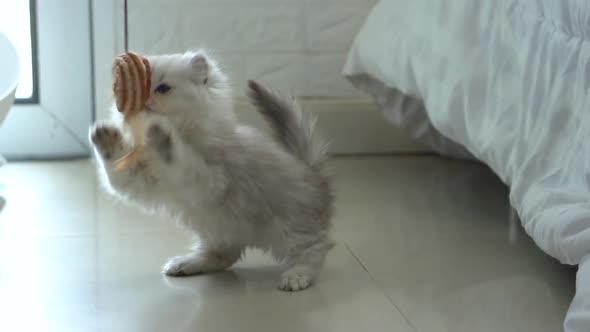 Cute Persian Kitten Playing Toy