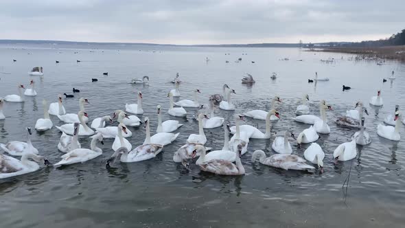White swans and ducks swim near the shore lake in winter. Army of swans gathered together to eat.