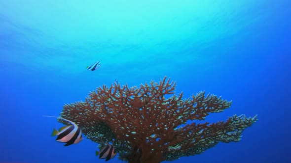 Blue Sea Water Surface