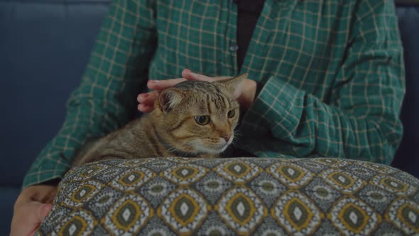 Portrait of Calm Shorthair Tabby Cat Resting on Pillow