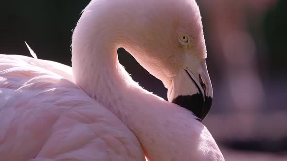 Close up view of flamingos face