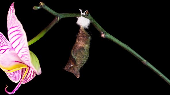 the Process of Emergence of Owl Butterfly From the Pupa Time Lapse the Butterfly Is Born From the