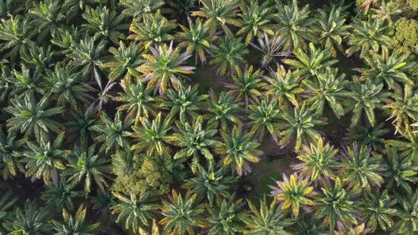 Aerial view look down dry oil palm tree