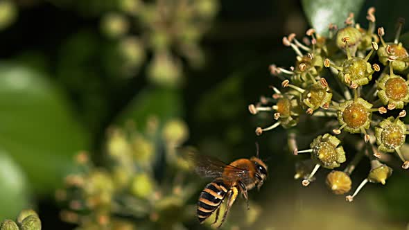 European Honey Bee, apis mellifera, Adult in Flight, gathering pollen on Ivy's Flower, hedera helix