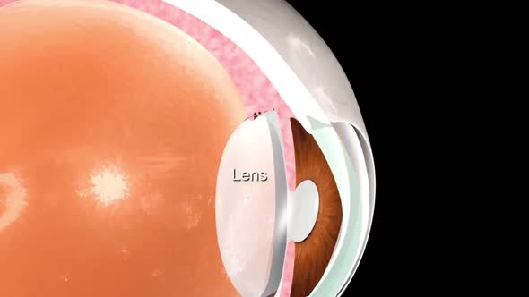 Anatomy of the Eye. Looking closely at the lens inside the eye