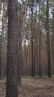 Vertical Video of Forest Landscape with Pine Trees in Summer Slow Motion