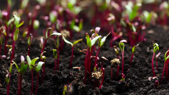 Plant Growing in Timelapse Beet Seeds Sprouts Germination Spring and Summer Agriculture