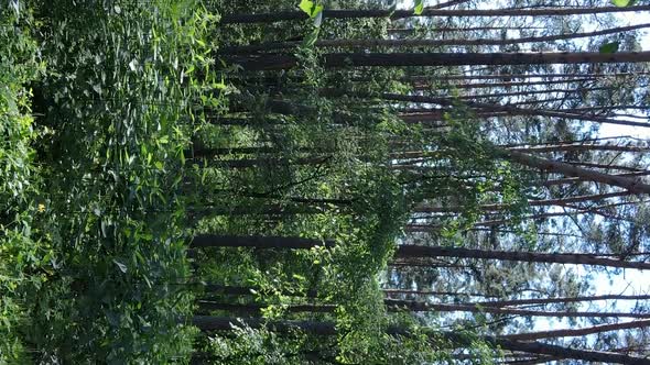 Vertical Video of Forest Landscape in Summer Slow Motion