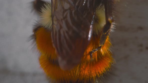 Mason Bee cleaning its abdomen