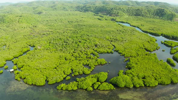 Aerial View of Mangrove Forest and River