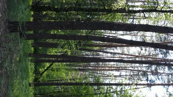 Vertical Video of a Beautiful Green Pine Forest on a Summer Day Slow Motion