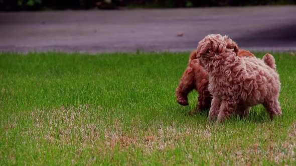 Cute poodle puppy playing in slow motion