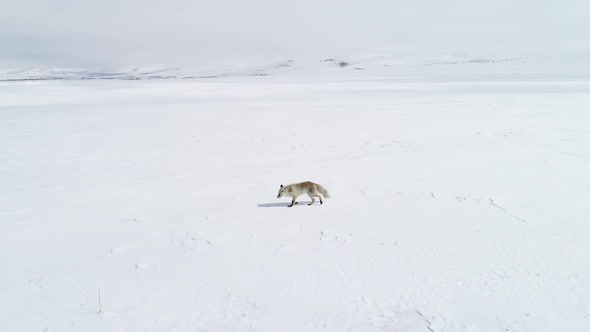 Fox on the Snow